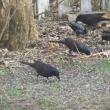 #bird-column, #boothbay register, #jeff and allison wells, #chimney swifts, #maine, #birds, #common grackle