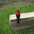 #bird-column, #boothbay register, #jeff and allison wells, #maine, #birds, #scarlet tanager