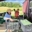 Volunteers, Erickson Fields, gleaners