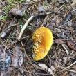 #bird-column, #boothbay register, #jeff and allison Wells, #maine, #cornell, #archie ammons, #mushrooms, #amanita