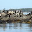 Cormorants! STEVE EDWARDS/Boothbay Register