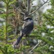 #bird-column, #boothbay register, #jeff and allison Wells, #maine, #cornell, #archie ammons, #mushrooms