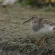  A pectoral sandpiper made a surprise appearance at shorebird hotspot Wharton Point in Brunswick over the weekend during the authors' return visit. (Photo courtesy of Wiki Commons)