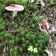 #bird-column, #boothbay register, #jeff and allison Wells, #maine, #cornell, #archie ammons, #mushrooms, #rusella