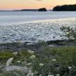 #bird-column, #shorebirds, #Wolfe’s Neck Center, #Freeport, #Maine, #Jeff and Allison Wells, #birds