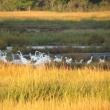 #bird-column, #jeff and allison wells, #boothbay register, #wiscasset newspaper, #penbay pilot, #birds, #maine, #weskeag marsh, #snowy egret, #great blue heron, #great egret