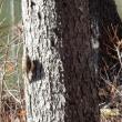 brown creeper