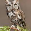 Eastern Screech Owl