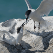 Roseate tern feeding young