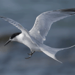 Roseate tern in flight