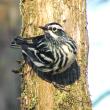 black-and-white warbler