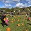 Pumpkin picking at the Boothbay Railway Village Museum. ISABELLE CURTIS/Boothbay Register