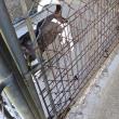 Chainlink fence repair. Midcoast Humane photo