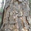 An eastern hemlock at Cross River Preserve. LISA KRISTOFF