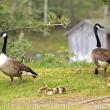 Geese and babies. STEVE EDWARDS/Boothbay Register