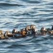 Harlequin ducks in eastern North America nest along rocky streams in Quebec, Newfoundland and Labrador, and western Greenland and move south in winter to the Maine coast (like these here at Two Lights State Park in Cape Elizabeth, Maine) with smaller numbers south to Maryland. Courtesy of Jeff and Allison Wells