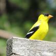 Perhaps the most well known and often seen finches is the American goldfinch. (Photo by Jeff and Allison Wells)