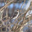 Common redpolls are among the northern finch species that birders excitedly hope to see during "irruption" years, when the species moves south in large numbers. (Photo courtesy of Jeff and Allison Wells)