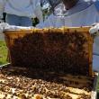 A beekeeper holds a frame. Courtesy photo