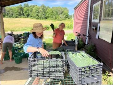 Volunteers, Erickson Fields, gleaners