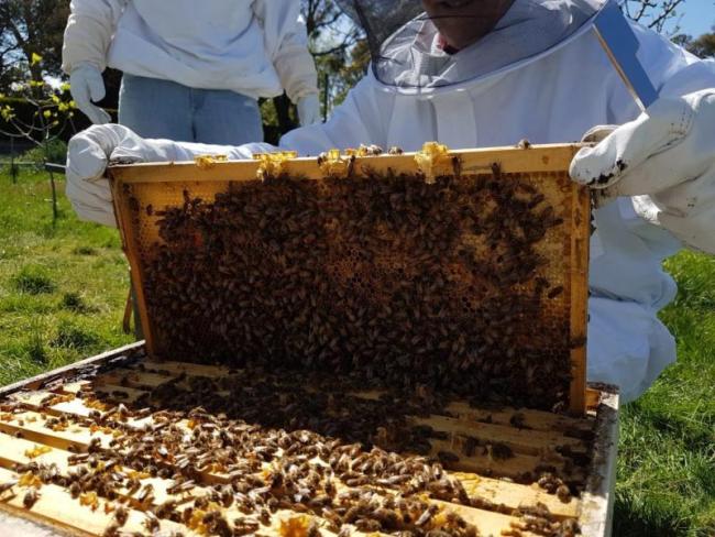 A beekeeper holds a frame. Courtesy photo