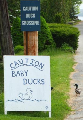 A few ducks venture into the road at the sign fashioned near the pond at Road's End