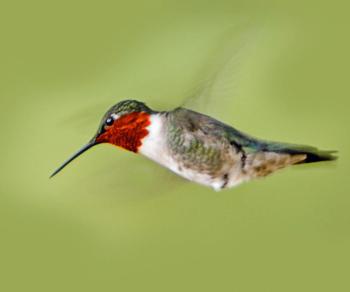 Ruby-throated hummingbird. Courtesy of Kirk Rogers