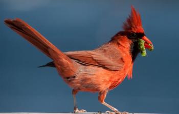 Photographing birds is a challenge Robin R. Robinson will help her audience conquer during an illustrated presentation at Coastal Maine Botanical Gardens on Wednesday, Aug. 22. Courtesy of Robin R. Robinson