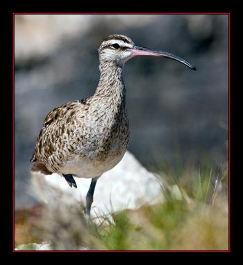 A whimbrel. One of these birds was recently tracked on its southern migration and made it through Hurricane Isaac. Courtesy of Kirk Rogers