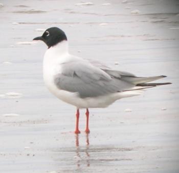 A Bonaparte's gull sports his breeding plumage in Kennebunkport in 2005. Courtesy of Jeffrey and Allison Wells