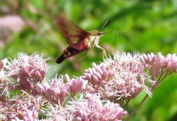 A hummingbird moth (probably Hemaris thysbe) visits some flowers at Green Point Wildlife Management Area in Dresden. Courtesy of Jeffrey Wells