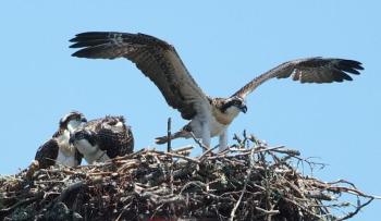 An osprey guards her young. GARY DOW/Boothbay Register