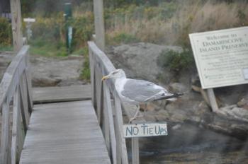 A seagull watches  as Balmy Days Cruises' Novelty came in to dock at Damariscove. BEN BULKELEY/Boothbay Register