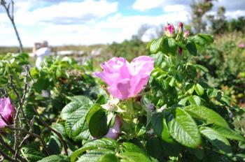 A Rosa rugosa, which came to Damariscove from Asia, is on full display. BEN BULKELEY/Boothbay Register