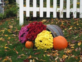 Mums will flower until the first hard frost hits. GARY DOW/Wiscasset Newspaper