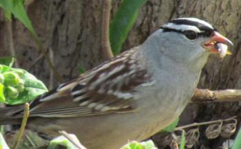 A white-crowned sparrow. Courtesy of Jeffrey Wells