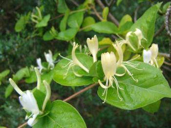 Lonicera Japonica, a form of honeysuckle, is on the invasive plant "hit list." Find out why in the first of two multi-day horticulture classes at Coastal Maine Botanical Gardens this month. The second class is a comprehensive workshop on woody native plants. Courtesy of William Cullina