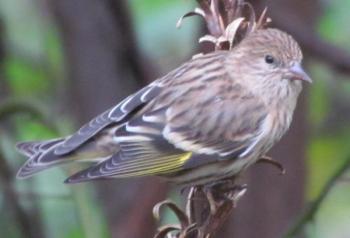 Pine siskin. Courtesy of Jeffrey Wells