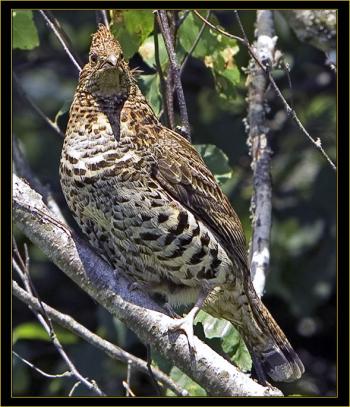 Ruffed grouse. Courtesy of Kirk Rogers