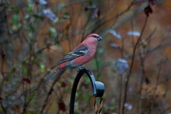 A Pine Grosbeak. Courtesy of Terry Sprague