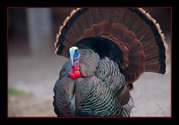 Wild turkey. Courtesy of Kirk Rogers