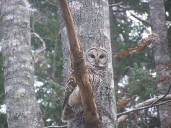 A barred owl in East Boothbay. Courtesy of Allison Barter