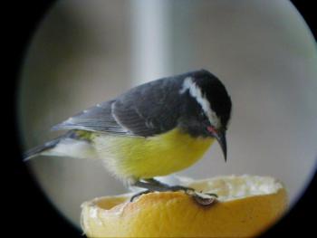 A Bananaquit. Courtesy of Kirk Rogers.