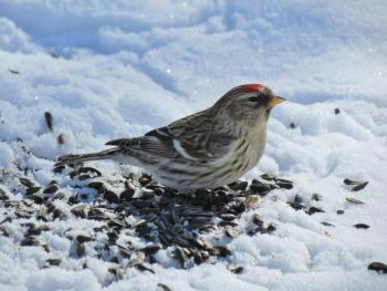 A Common Redpoll. Courtesy of Jeff Wells