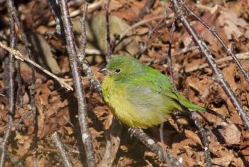 Painted bunting. Courtesy of Jeff Wells