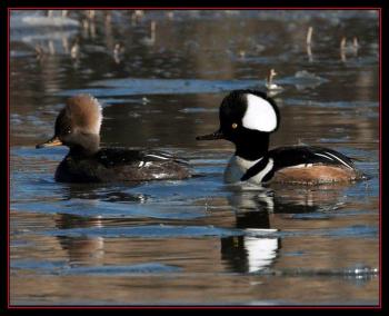 Male and female hooded merganser. Courtesy of Kirk Rogers