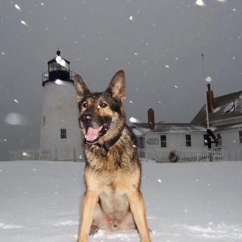 Lincoln County Sheriff’s K-9 Patrol Dog Koda has been working with the Sheriff’s Office for two and a half years. CHARLOTTE BOYNTON/Wiscasset Newspaper