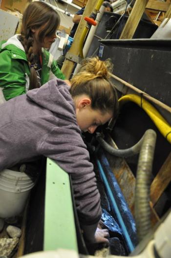 Anna Dahms, front, and Alex Prestera work together to construct the tide pool display. BEN BULKELEY/Boothbay Register.