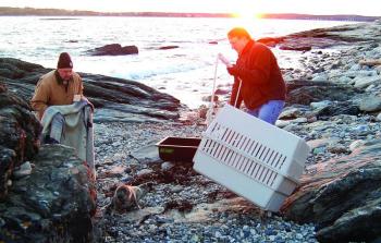 Waldman, left, tries to coax the seal into a crate with a blanket with the help of a volunteer. Courtesy of Sue Goodrich