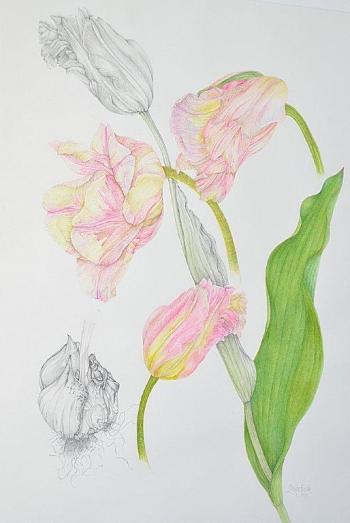 Later this spring, a lucky winner will take home the valuable Linda Heppes Funk watercolor "Tulipa," the prize in a Coastal Maine Botanical Gardens raffle. Courtesy of Coastal Maine Botanical Gardens